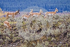 Pronghorn Buck Herding His Family