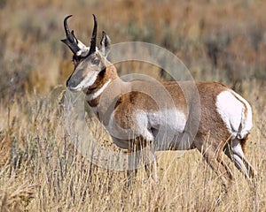 Pronghorn buck looking over his domain
