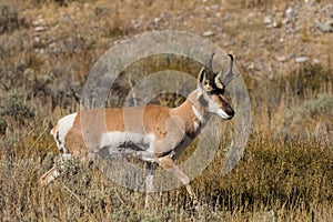 Pronghorn Buck in Rut