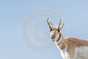 Pronghorn buck smiling