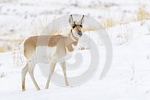 Pronghorn buck walking in winter landscape