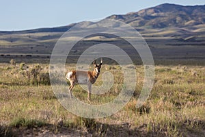 Pronghorn Bucks on the Prairie