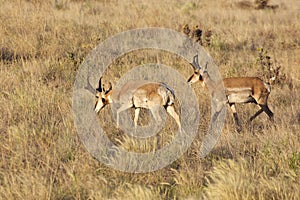 Pronghorn Bucks Together