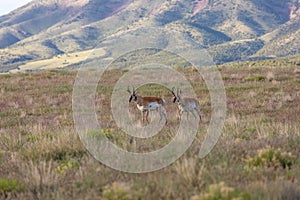 Pronghorn Bucks on the Utah Prairie