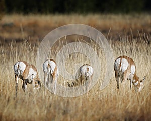 Pronghorn butts to the camera