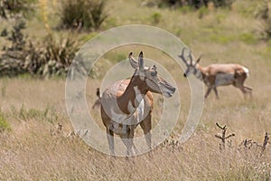 Pronghorn Doe