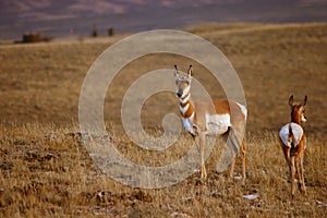 Pronghorn Doe With Fawn