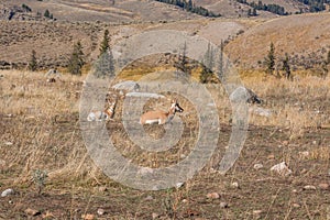 Pronghorn Doe and Fawn