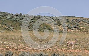 Pronghorn Doe and Fawn in the Wyoming Desert in Summer