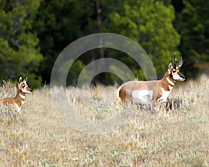 Pronghorn doe following her master