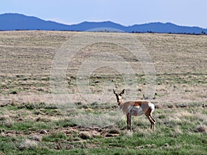 Pronghorn Doe in Prescott Valley Highlands