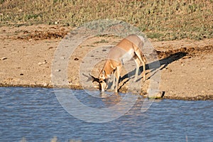 Pronghorn drinking water