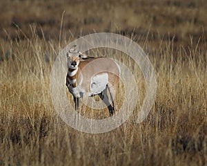 Pronghorn with ears all askew