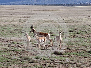 Pronghorn Family in Prescott Highlands