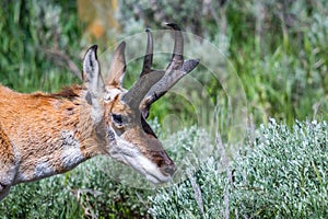 Pronghorn in the field of Grand Tetons NP, Wyoming