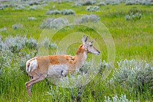 Pronghorn in the field of Grand Tetons NP, Wyoming