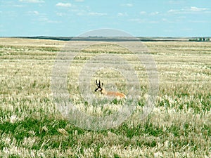 Pronghorn in field of grass, southern Alberta