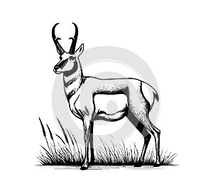 Pronghorn hand drawn vintage vector photo