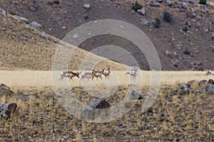 Pronghorn Herd   705467