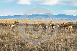 Pronghorn Herd against the Rocky Mountains