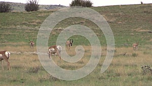 Pronghorn Herd in Rut