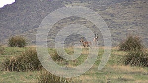 Pronghorn Herd During the Rut