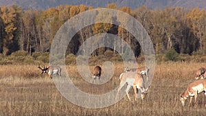 Pronghorn Herd in the Rut