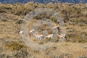 Pronghorn Herd in Rut