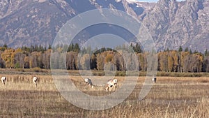 Pronghorn Herd in Rut Zoom Out