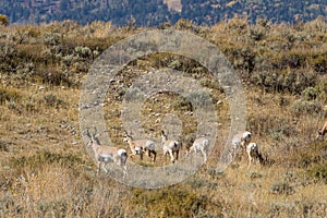 Pronghorn Herd Rutting