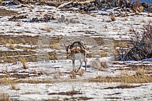 Pronghorn Looking Up From Its Dinner