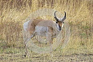 Pronghorn looks at the camera