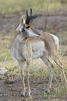 Pronghorn looks the other way