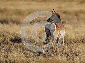 Pronghorn Mama To Be