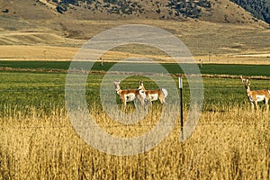 Pronghorn in Montana