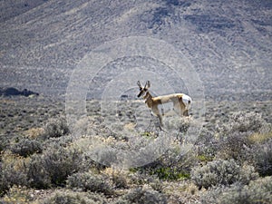 Pronghorn in Northern Nevada