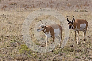 Pronghorn Pair   705309