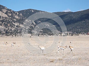 Pronghorn in Park County, Colorado