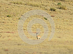 Wild and proud, pronghorn, antelope