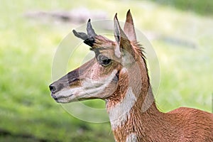 Pronghorn Profile photo