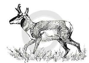 Pronghorn sketch