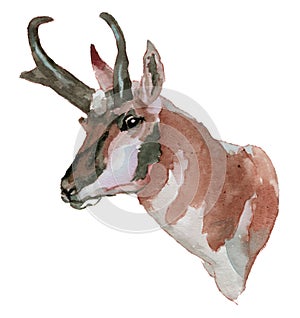 The pronghorn watercolor portrait