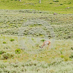 Pronghorn in Yellowstone