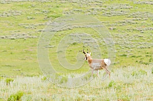 Pronghorn in Yellowstone