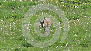 Pronghorn in Yellowstone National Park