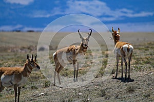 Pronghorns in Colorado