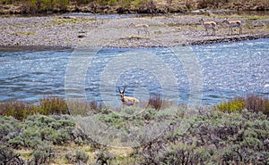 Pronghorns by the river