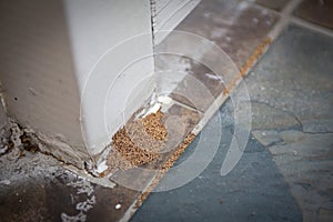 Proof of Termite Infestation