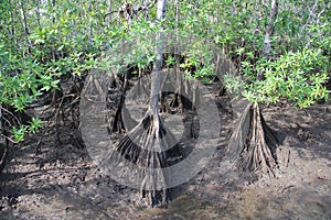 Prop Roots Mangrove Muddy Forest