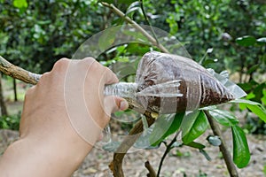 Propagated bergamot